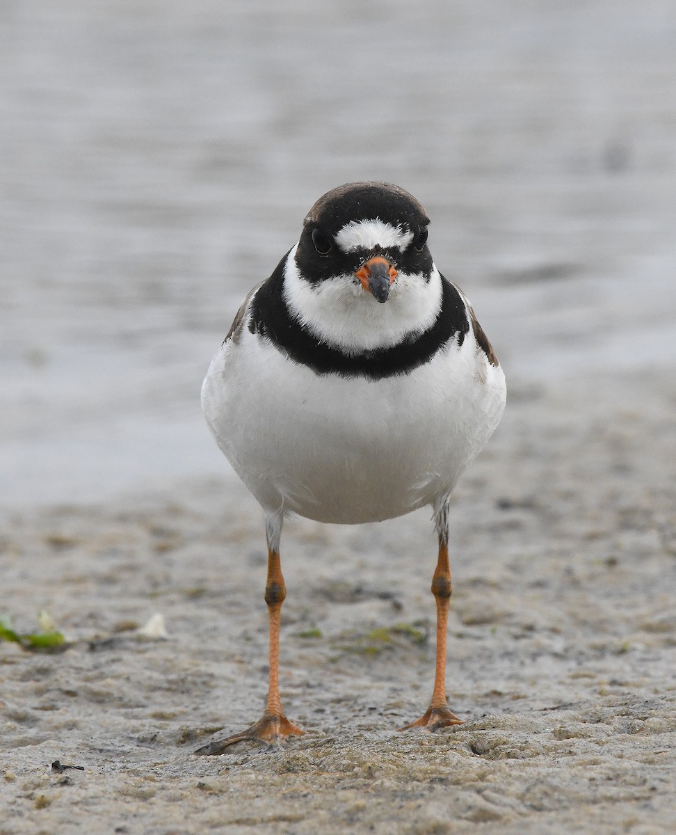 Semipalmated Plover - ML474728901