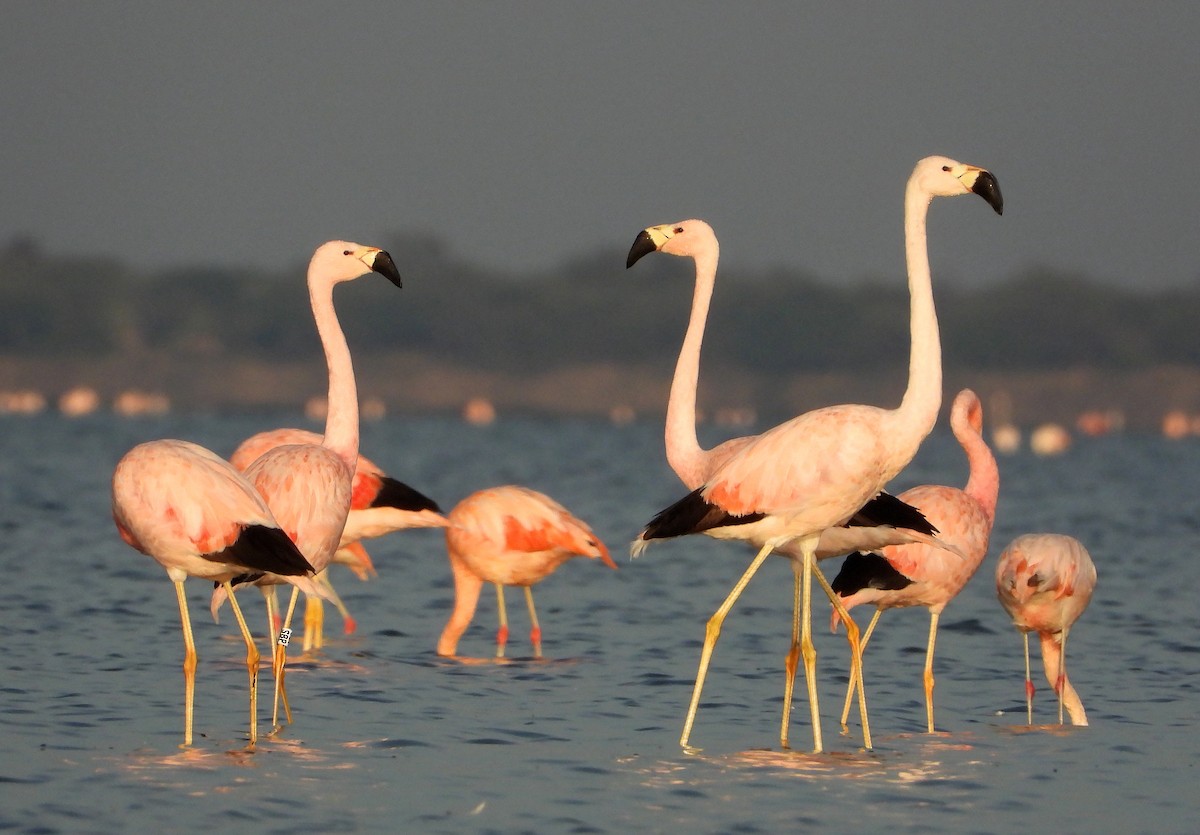 Andean Flamingo - ML474735131