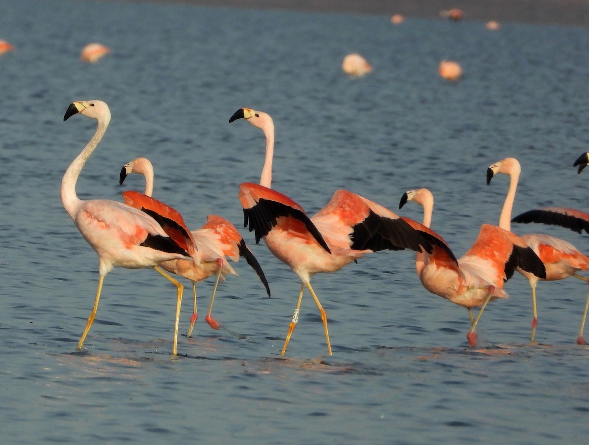 Andean Flamingo - ML474736601