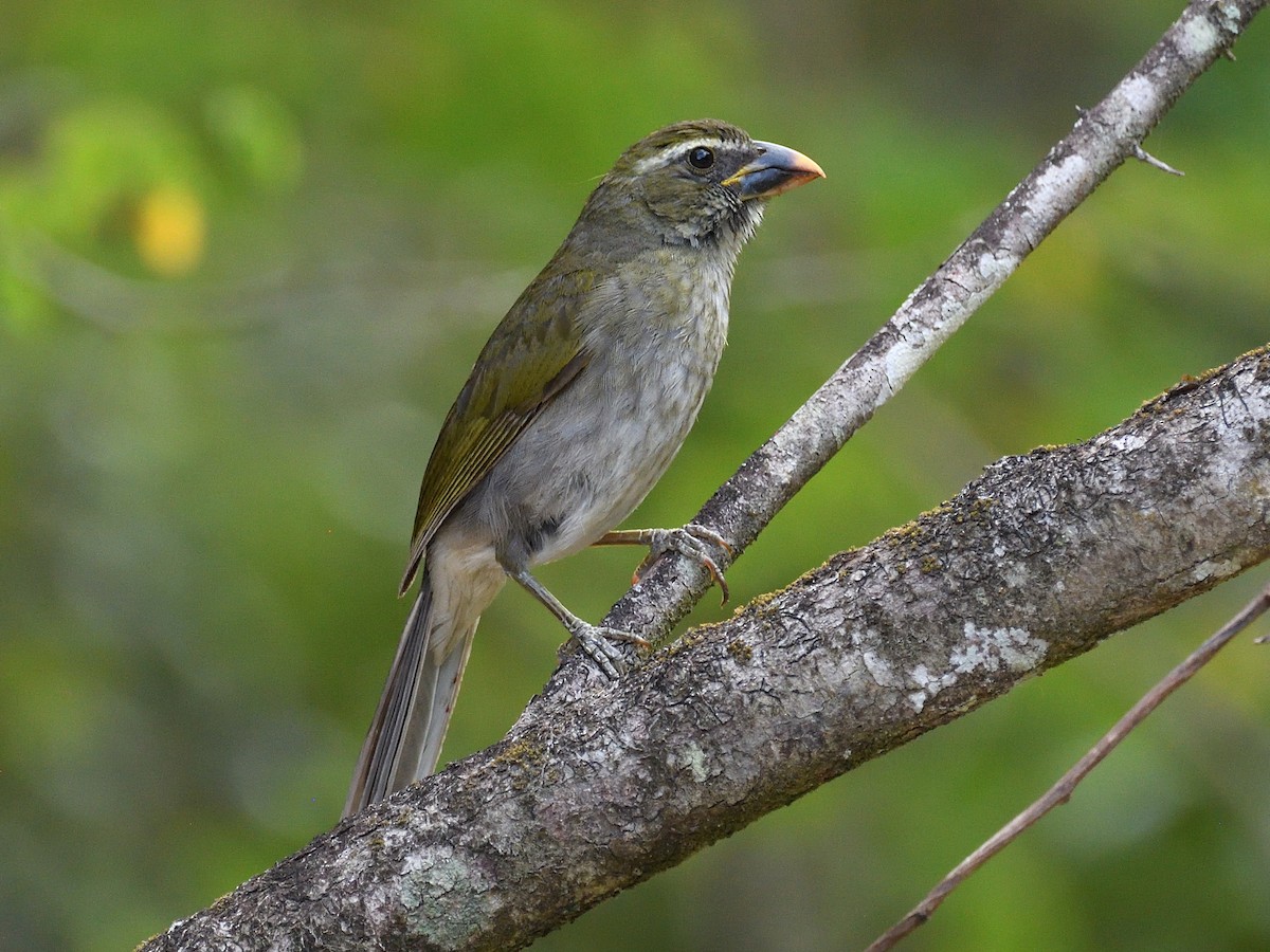 Lesser Antillean Saltator - Saltator albicollis - Birds of the World