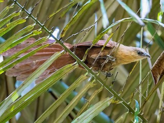  - Bay Coucal