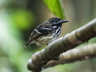  - Dot-backed Antbird