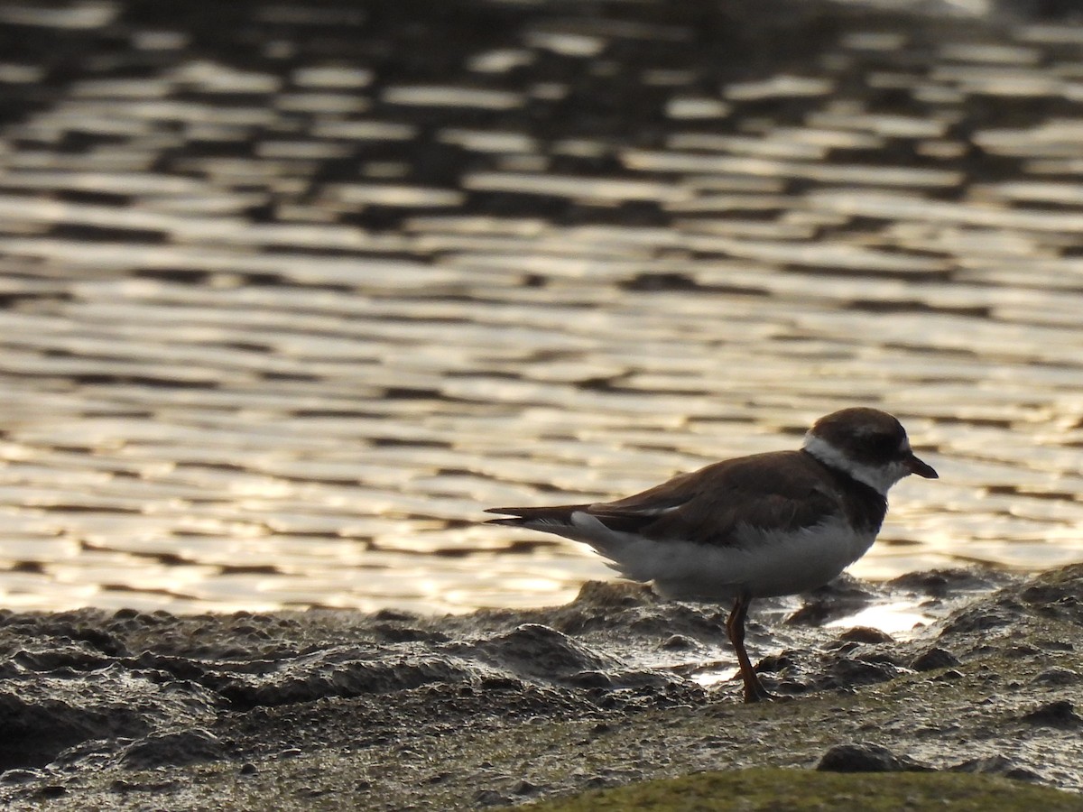 Semipalmated Plover - ML474754811