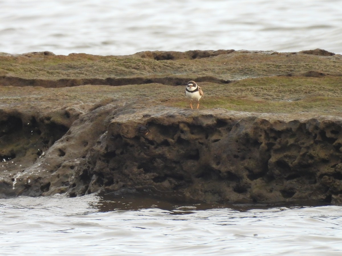 Semipalmated Plover - ML474755301