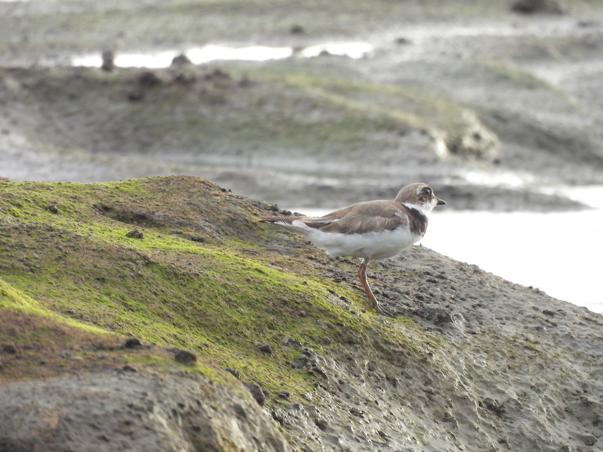 Semipalmated Plover - ML474755351