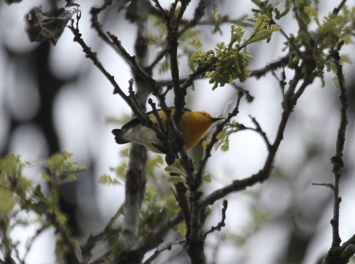 Prothonotary Warbler - ML474757561