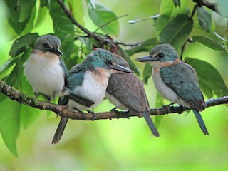  - Society Kingfisher (Tahiti)