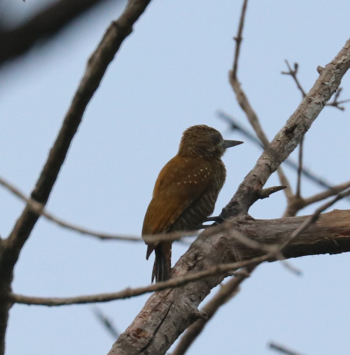 White-wedged Piculet - Tom Lewis