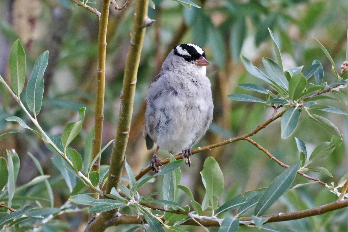 White-crowned Sparrow - ML474760781