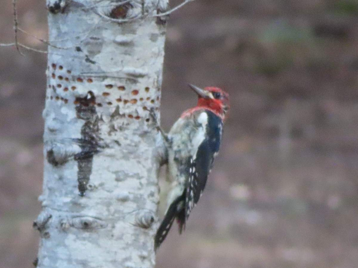 Red-breasted Sapsucker - ML474762341