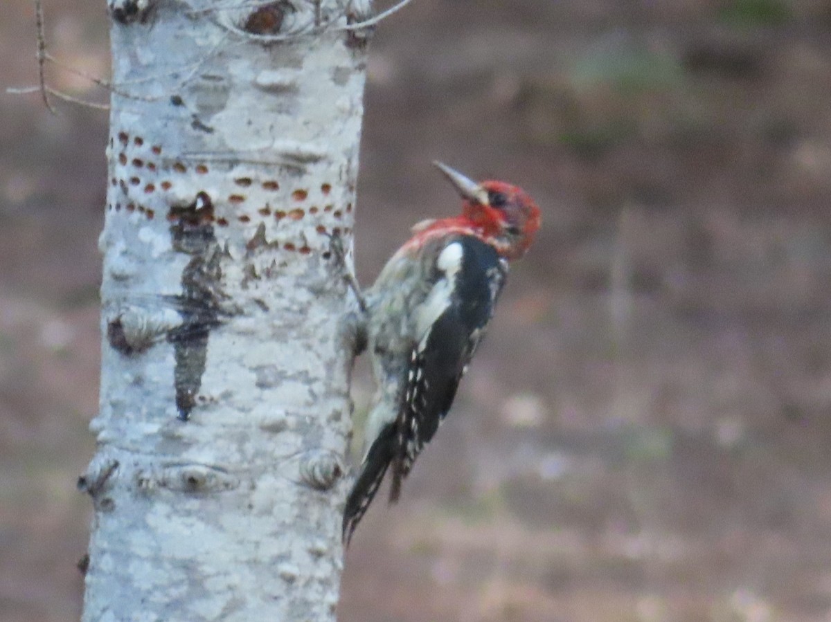 Red-breasted Sapsucker - ML474762371