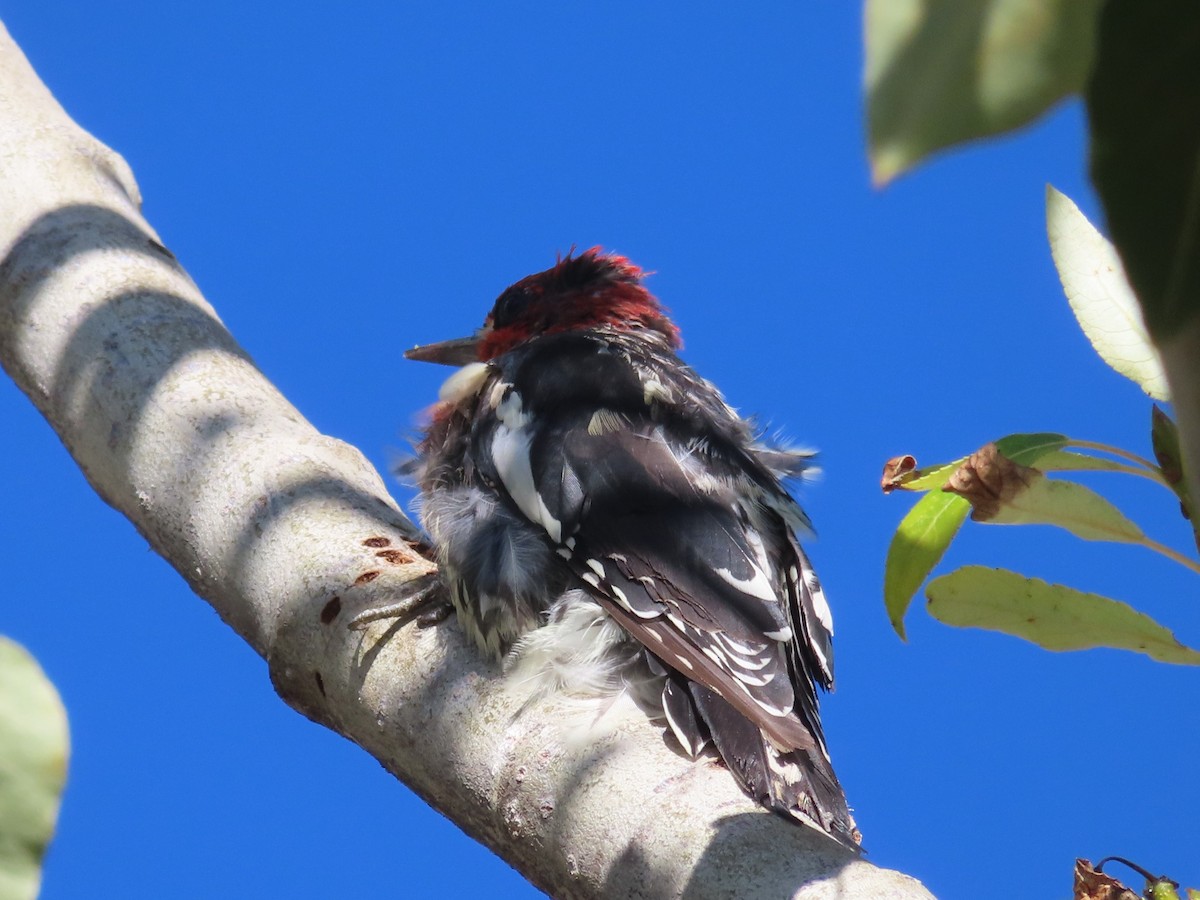 Red-breasted Sapsucker - ML474763721