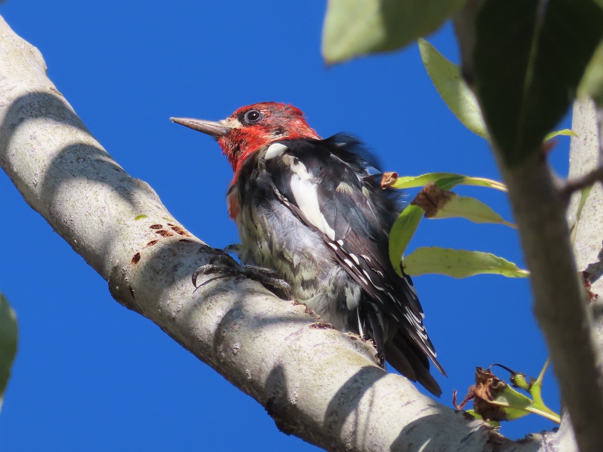 Red-breasted Sapsucker - ML474763741