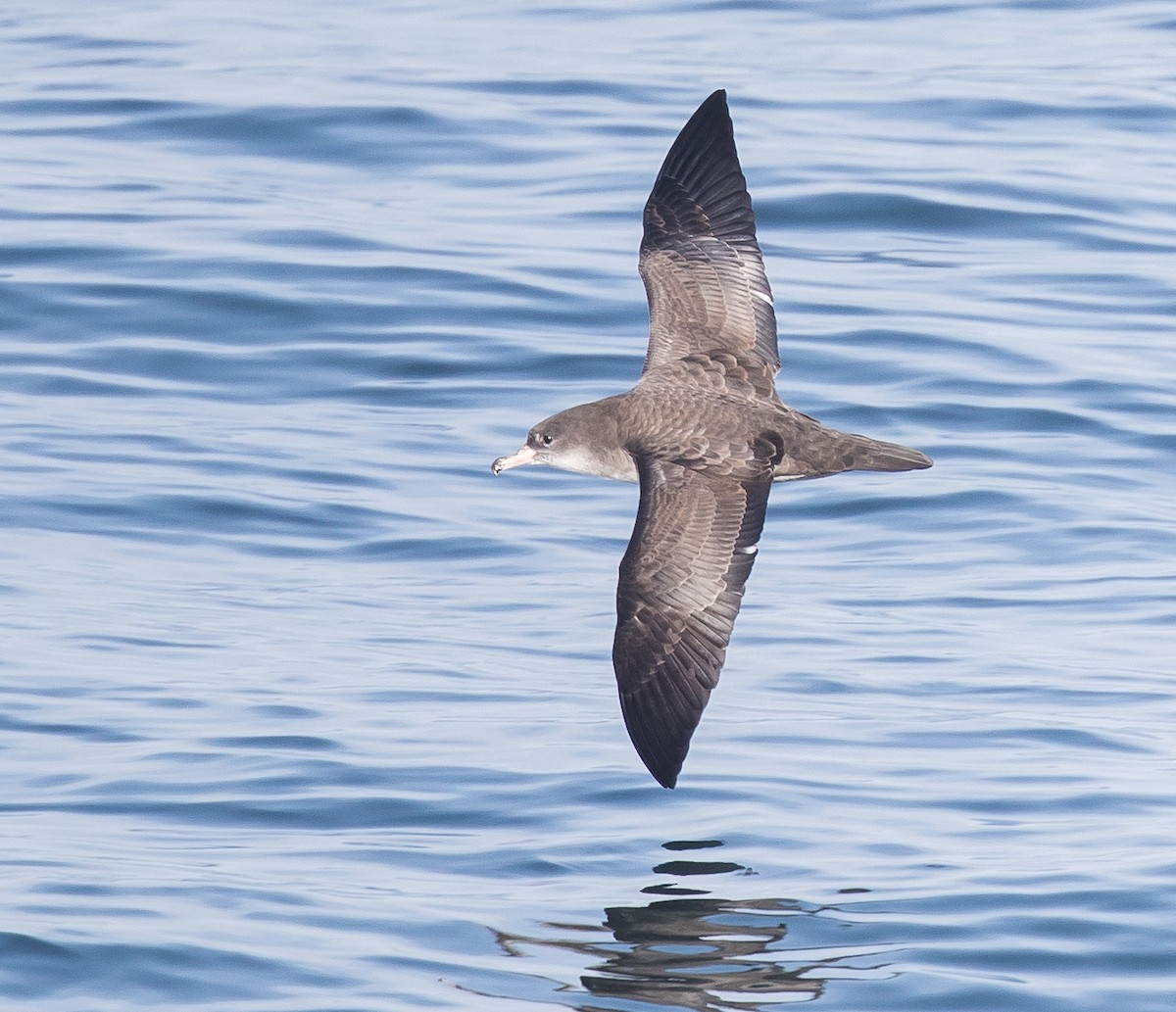 Pink-footed Shearwater - ML47477061