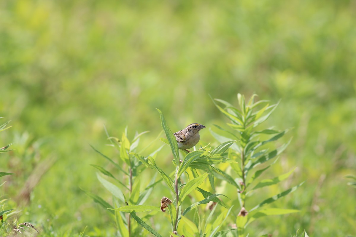 Grasshopper Sparrow - ML474771061