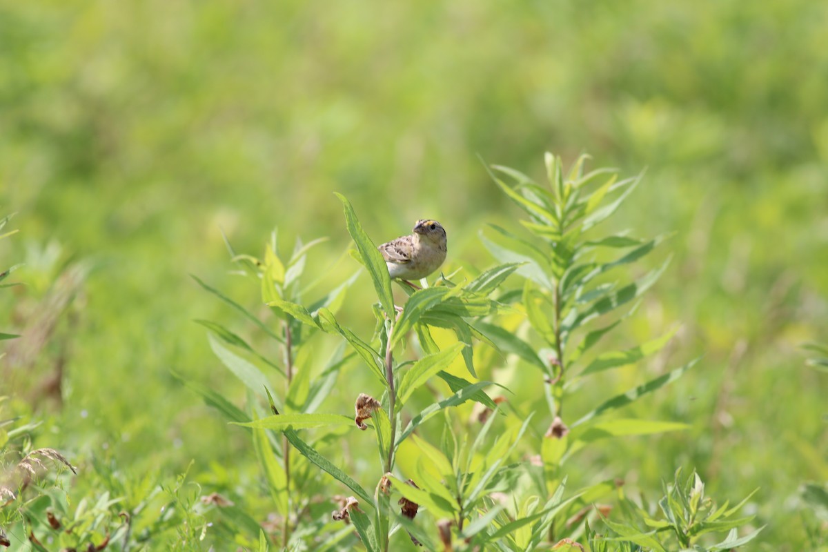 Grasshopper Sparrow - ML474771081