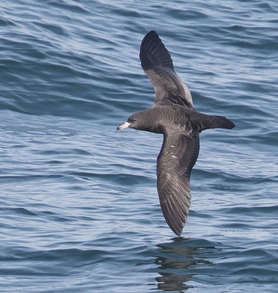 Flesh-footed Shearwater - ML47477151