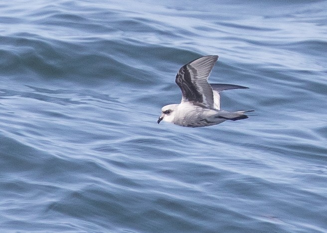 Fork-tailed Storm-Petrel - ML47477281