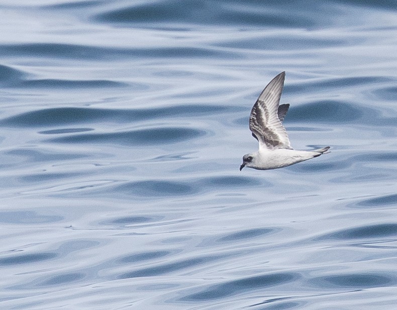 Fork-tailed Storm-Petrel - ML47477291