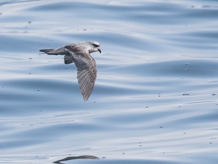 Fork-tailed Storm-Petrel - ML47477301