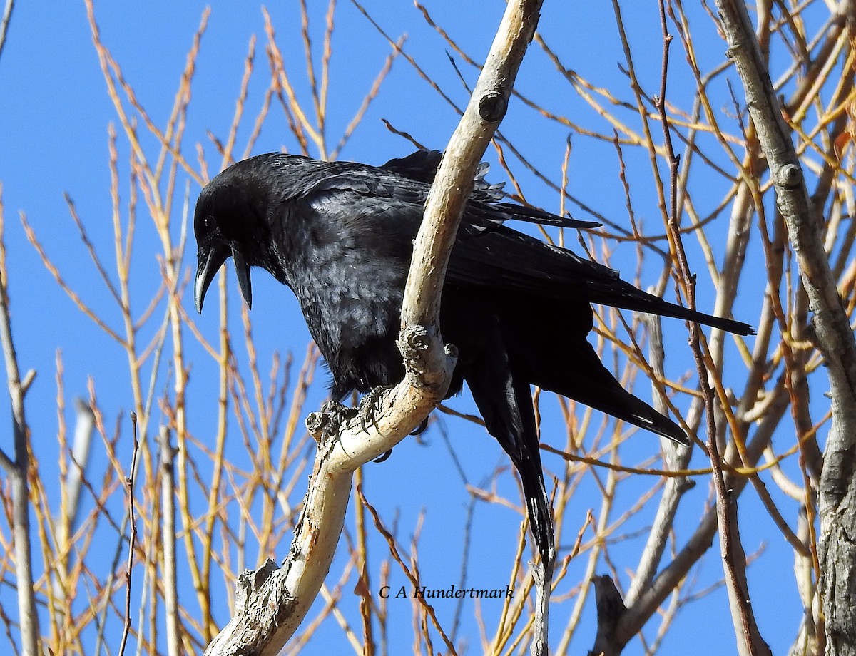 American Crow - ML47477711