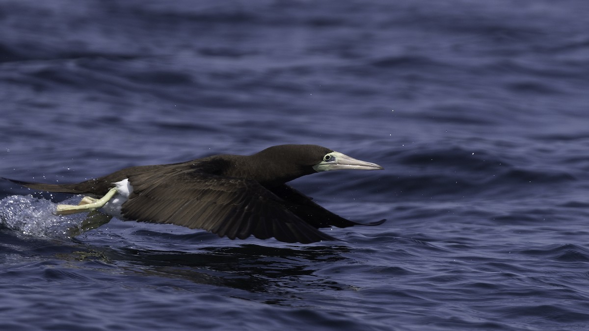 Brown Booby - ML474777171