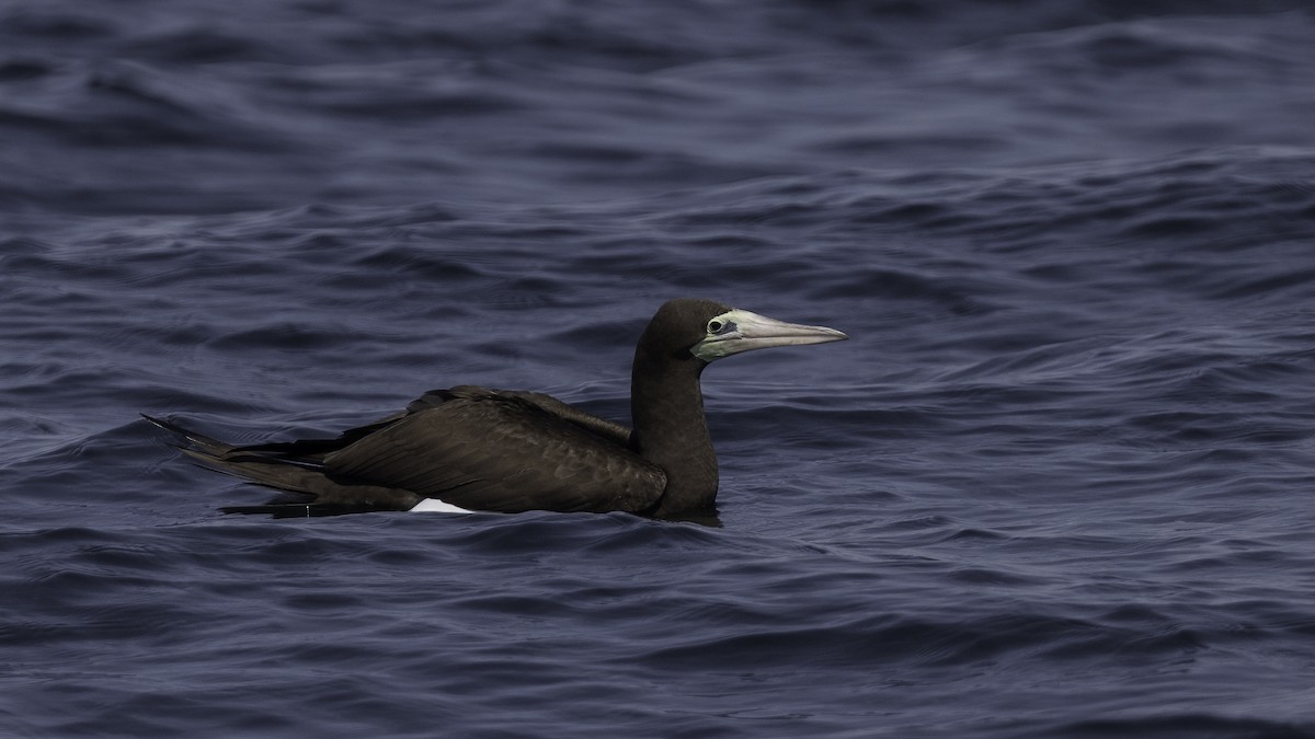 Brown Booby - ML474777181
