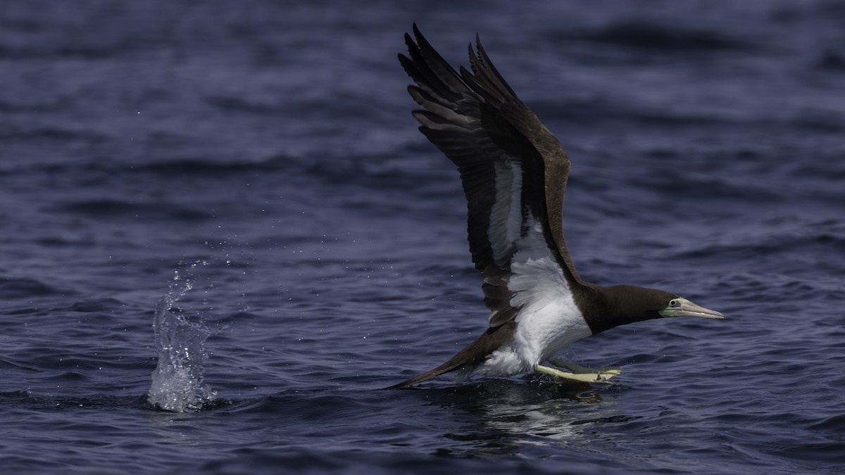Brown Booby - ML474777191