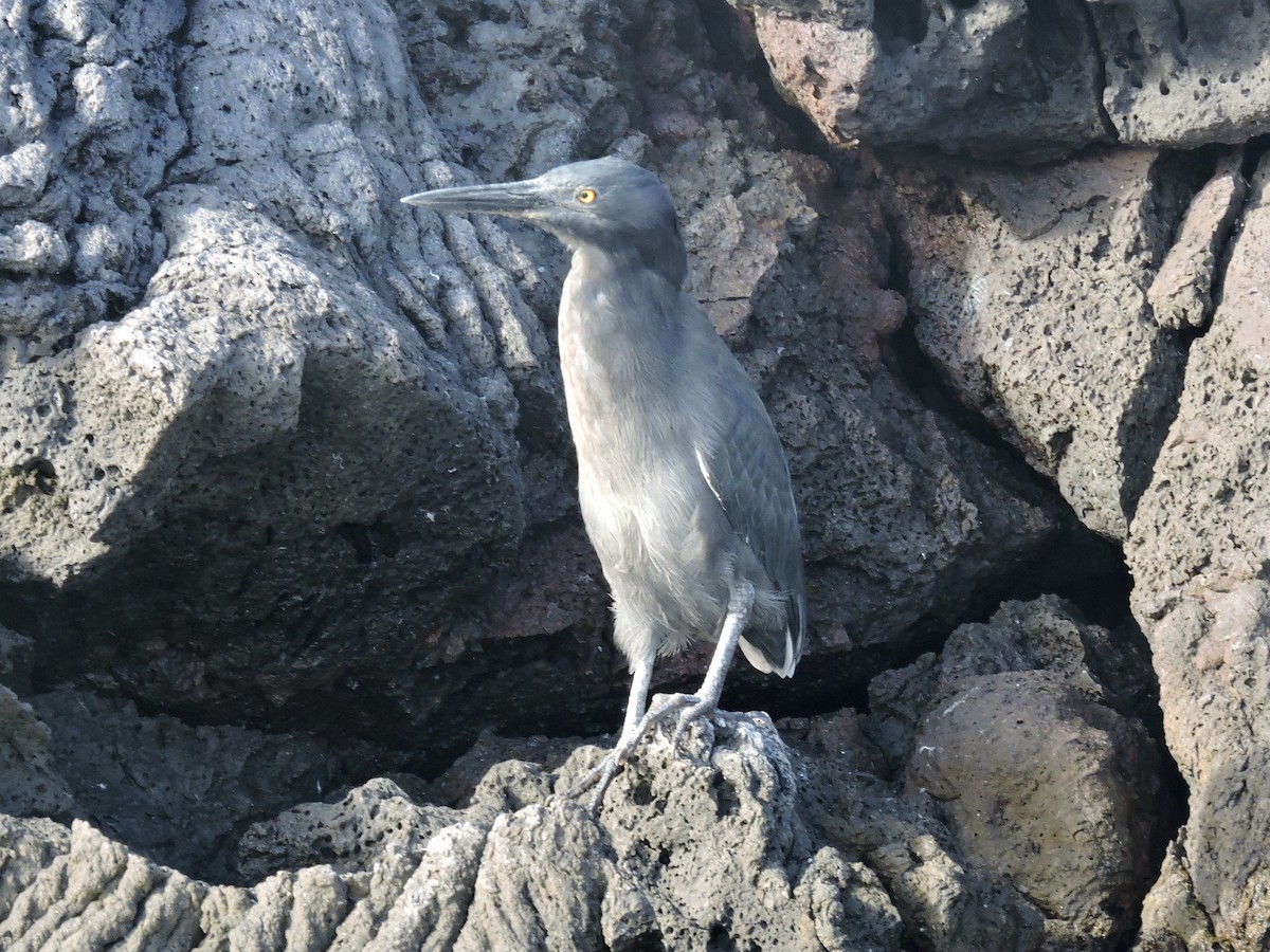 Striated Heron (Galapagos) - ML474777621