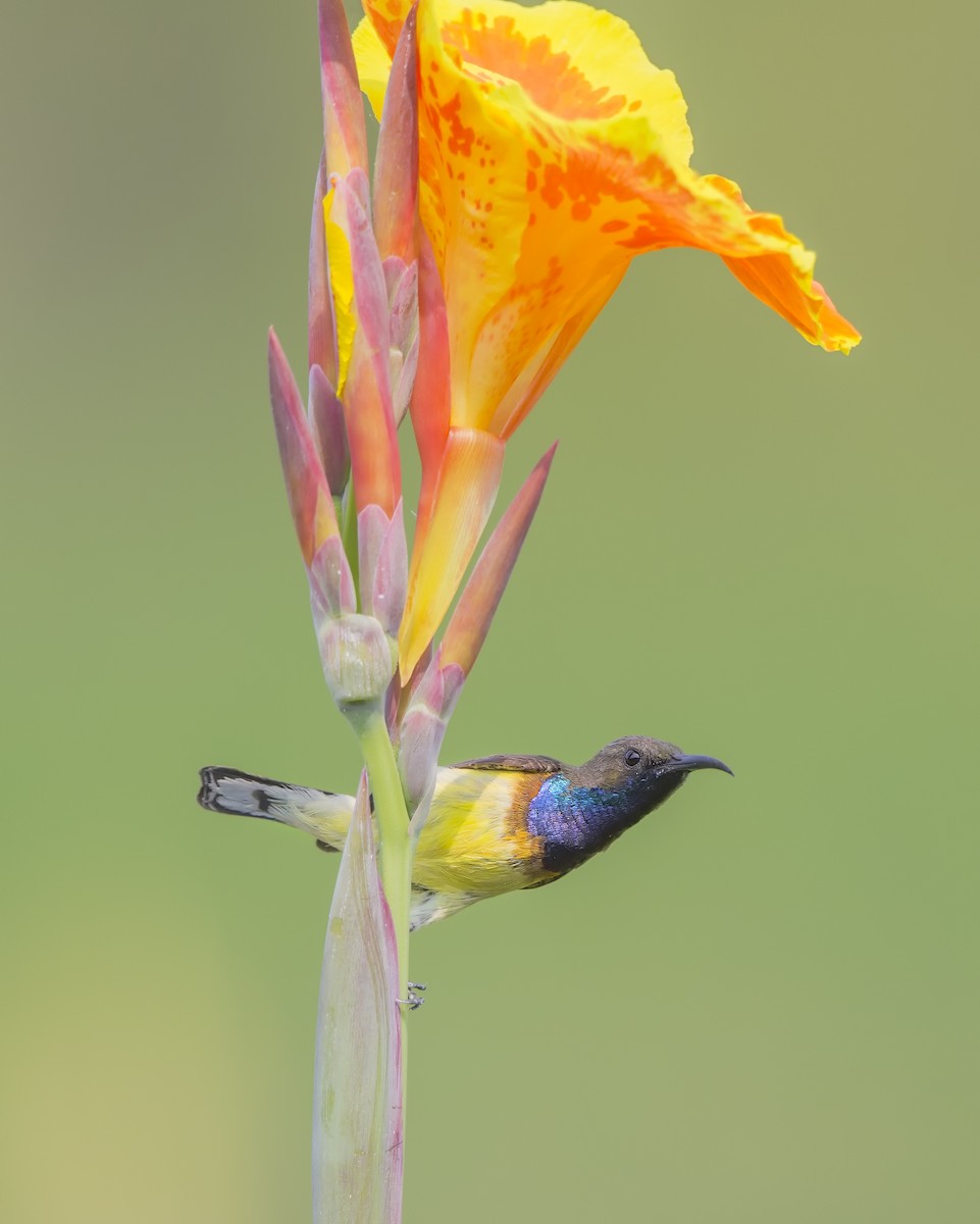 Ornate Sunbird - Loni Ye
