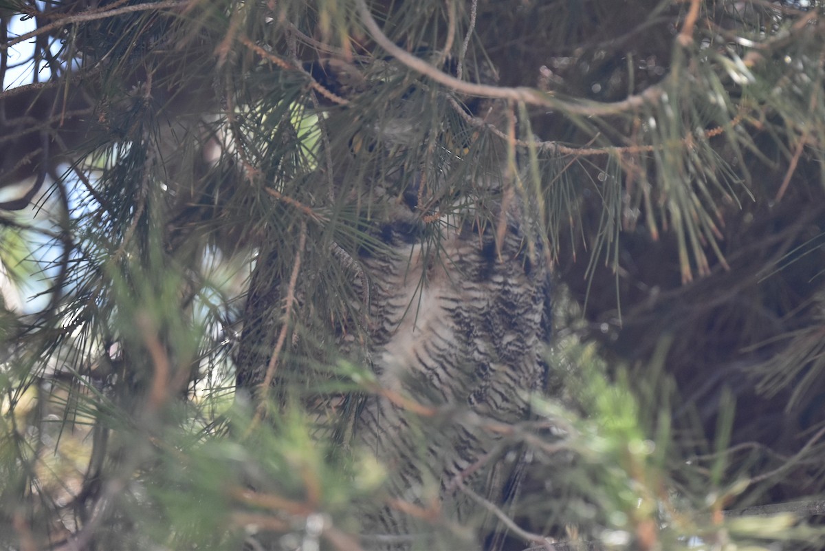 Great Horned Owl - ML474781561