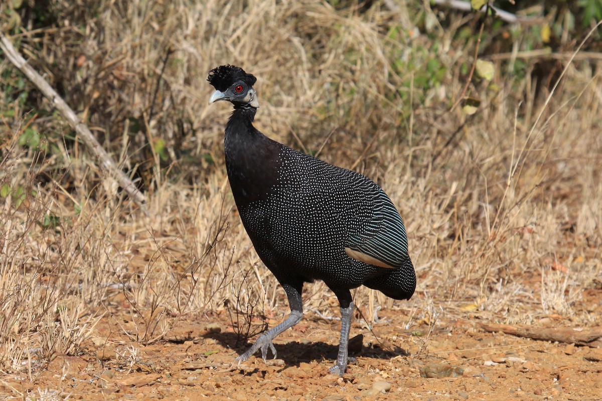 Southern Crested Guineafowl - ML47478331