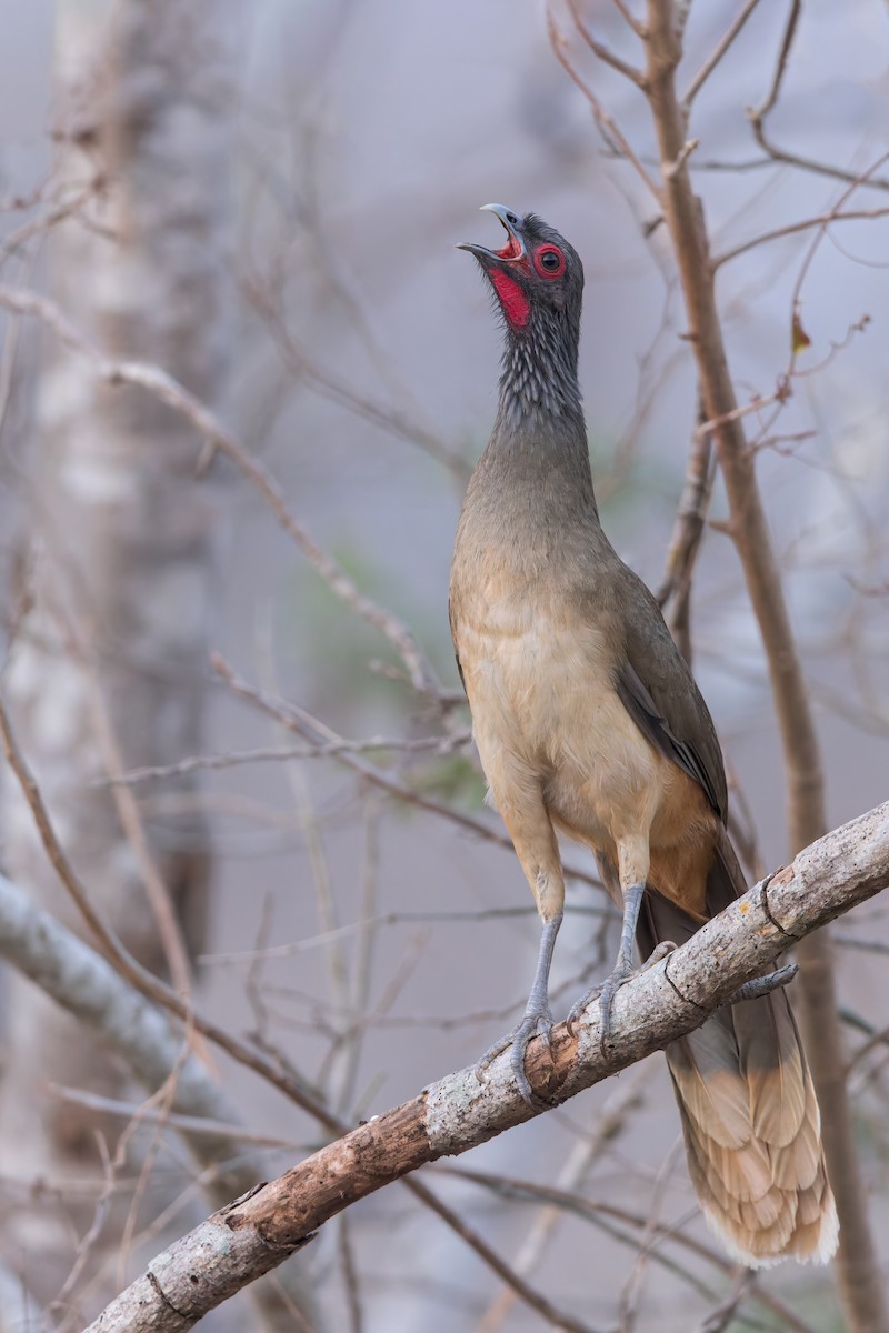 West Mexican Chachalaca - ML474784371