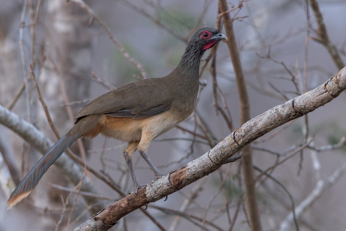 West Mexican Chachalaca - ML474784461
