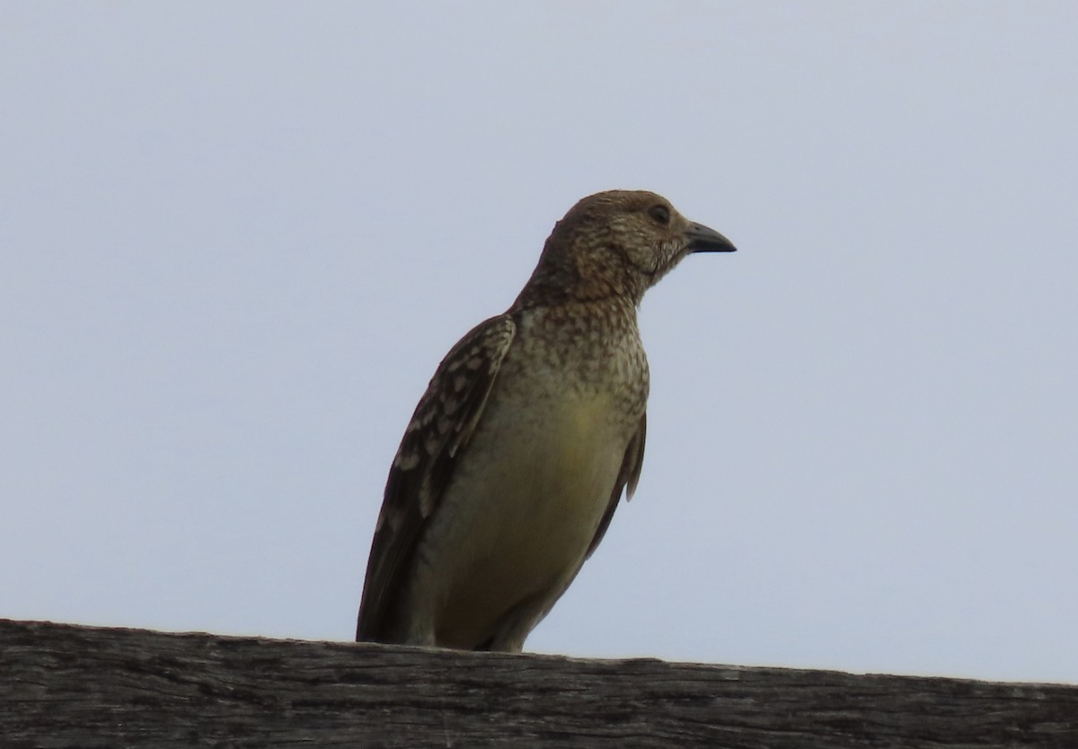 Spotted Bowerbird - ML474784971