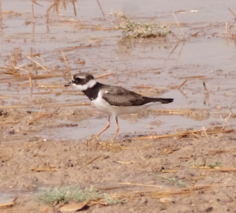 Common Ringed Plover - ML474784981