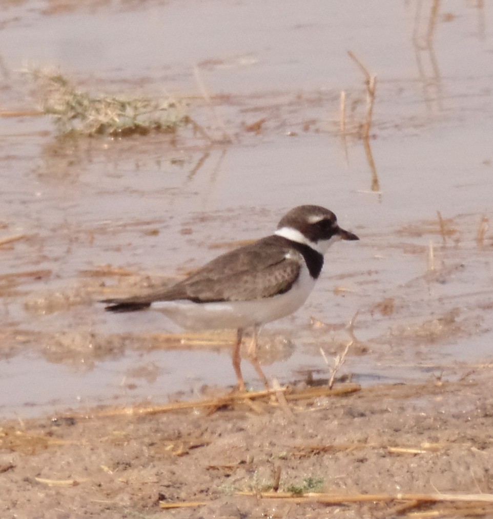 Common Ringed Plover - ML474784991