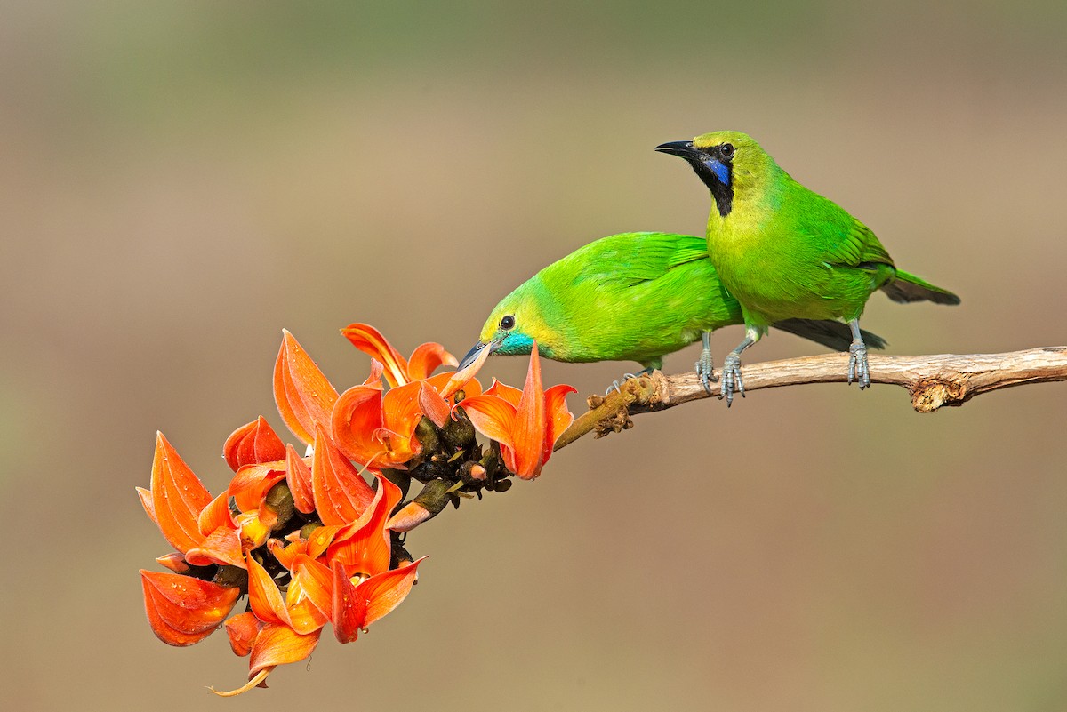 Jerdon's Leafbird - Aseem Kothiala