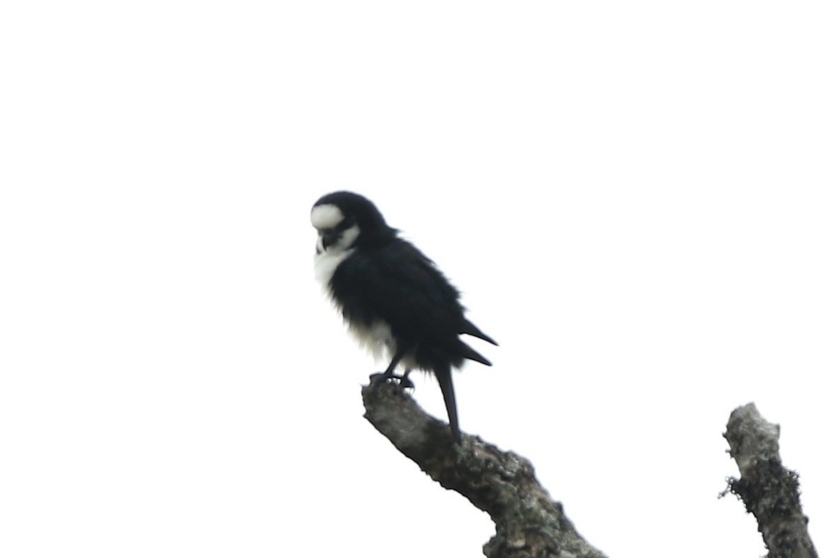 White-fronted Falconet - ML474789681