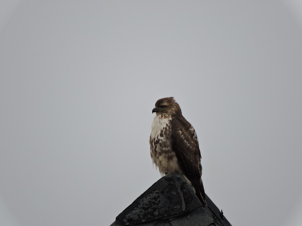 Red-tailed Hawk - Lisa Scheppke
