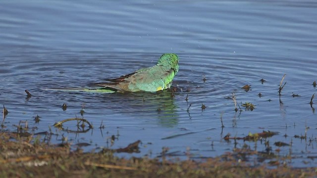 Red-rumped Parrot - ML474792031