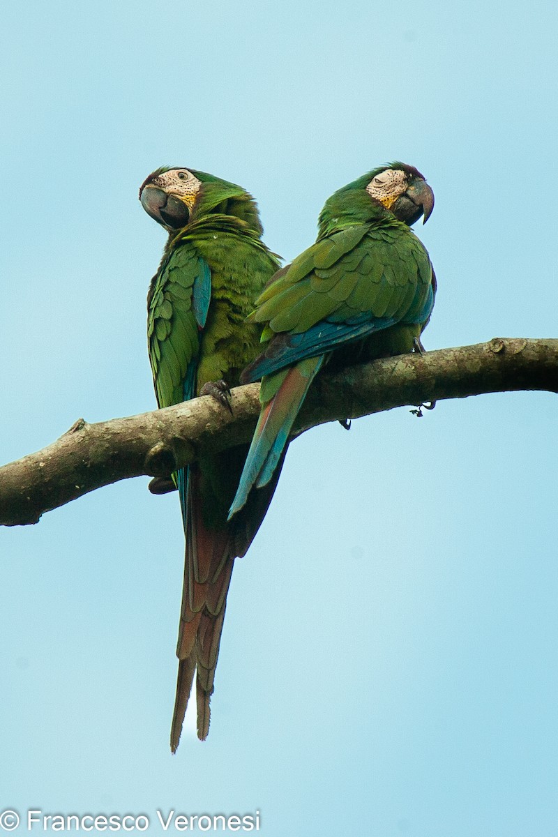 Chestnut-fronted Macaw - Francesco Veronesi
