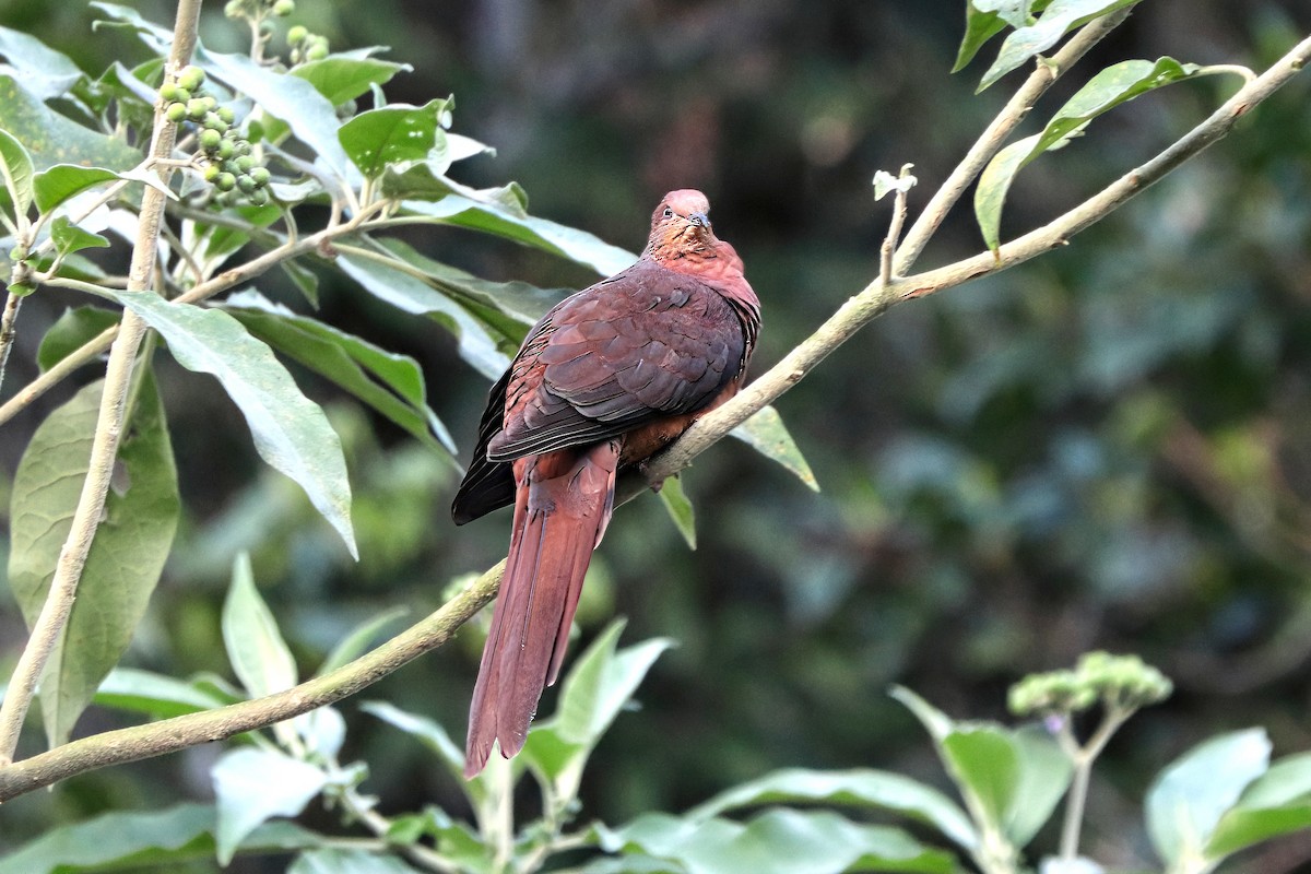 Brown Cuckoo-Dove - ML474795291