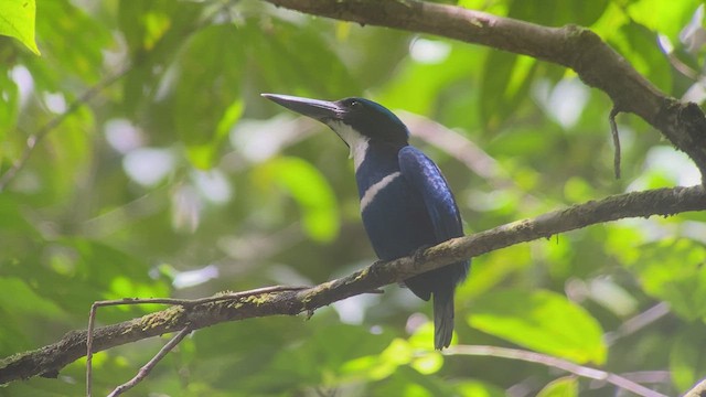 Blue-black Kingfisher - ML474796341