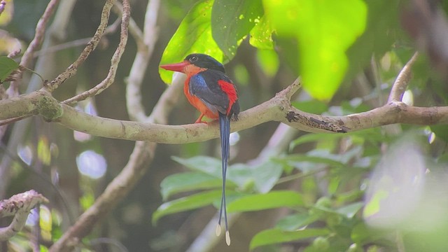 Red-breasted Paradise-Kingfisher - ML474797061