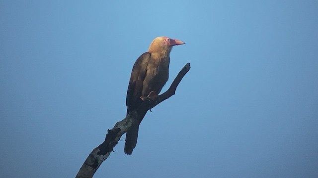 Новогвинейская ворона - ML474797111
