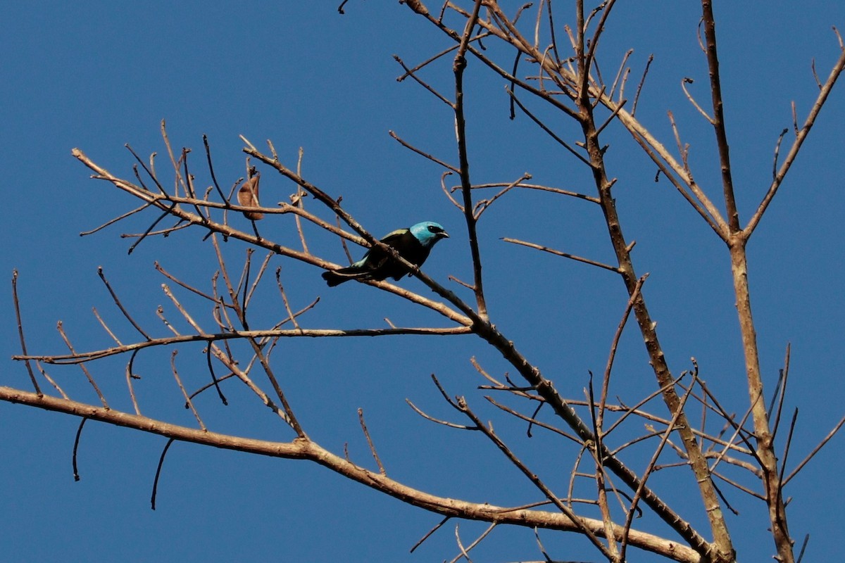 Blue-necked Tanager - Pedro Plans