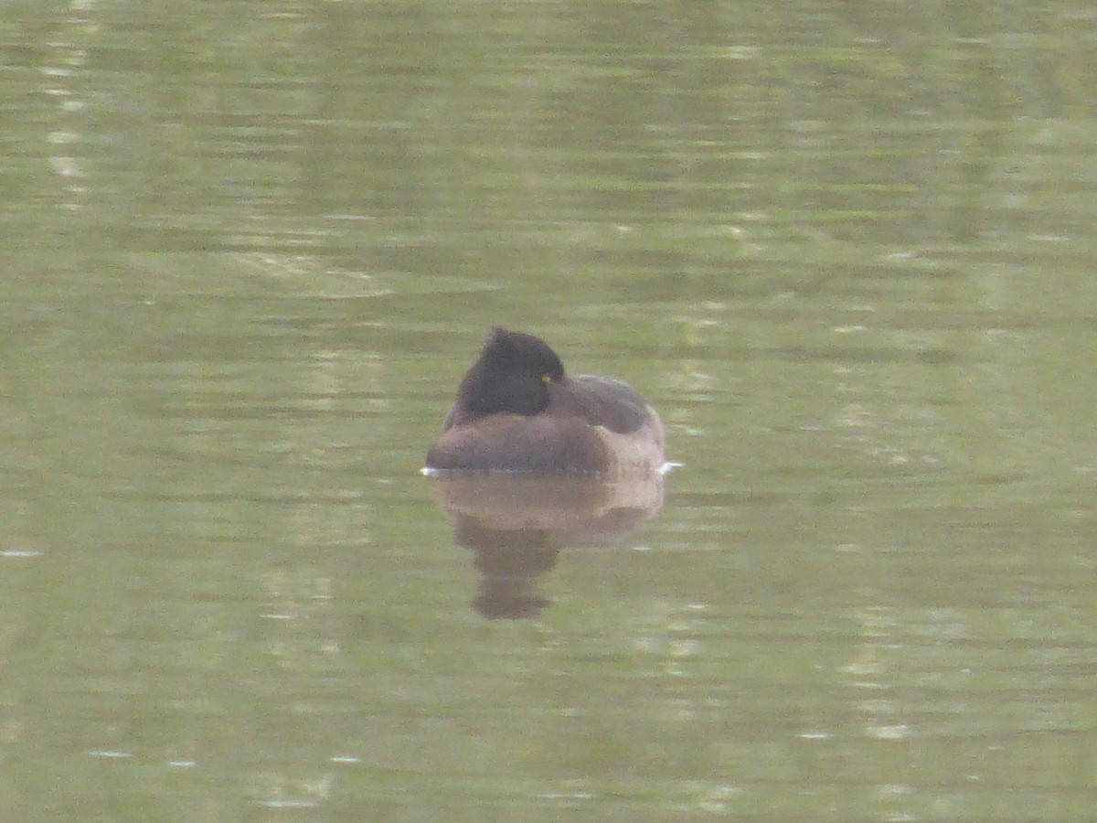 Tufted Duck - ML47480171