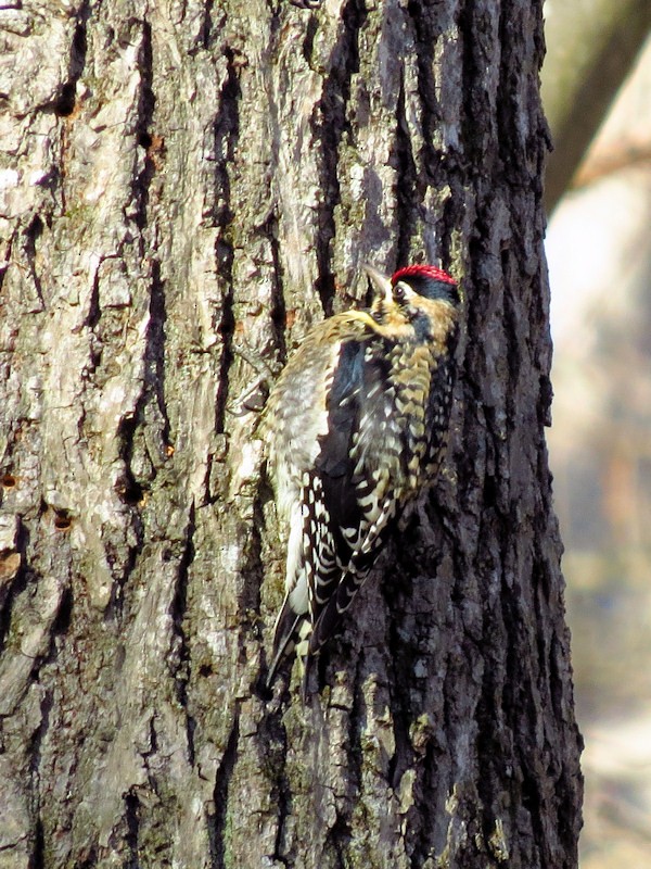 Yellow-bellied Sapsucker - Dean Newhouse