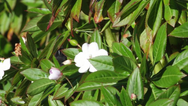 Меридский цветокол - ML474802
